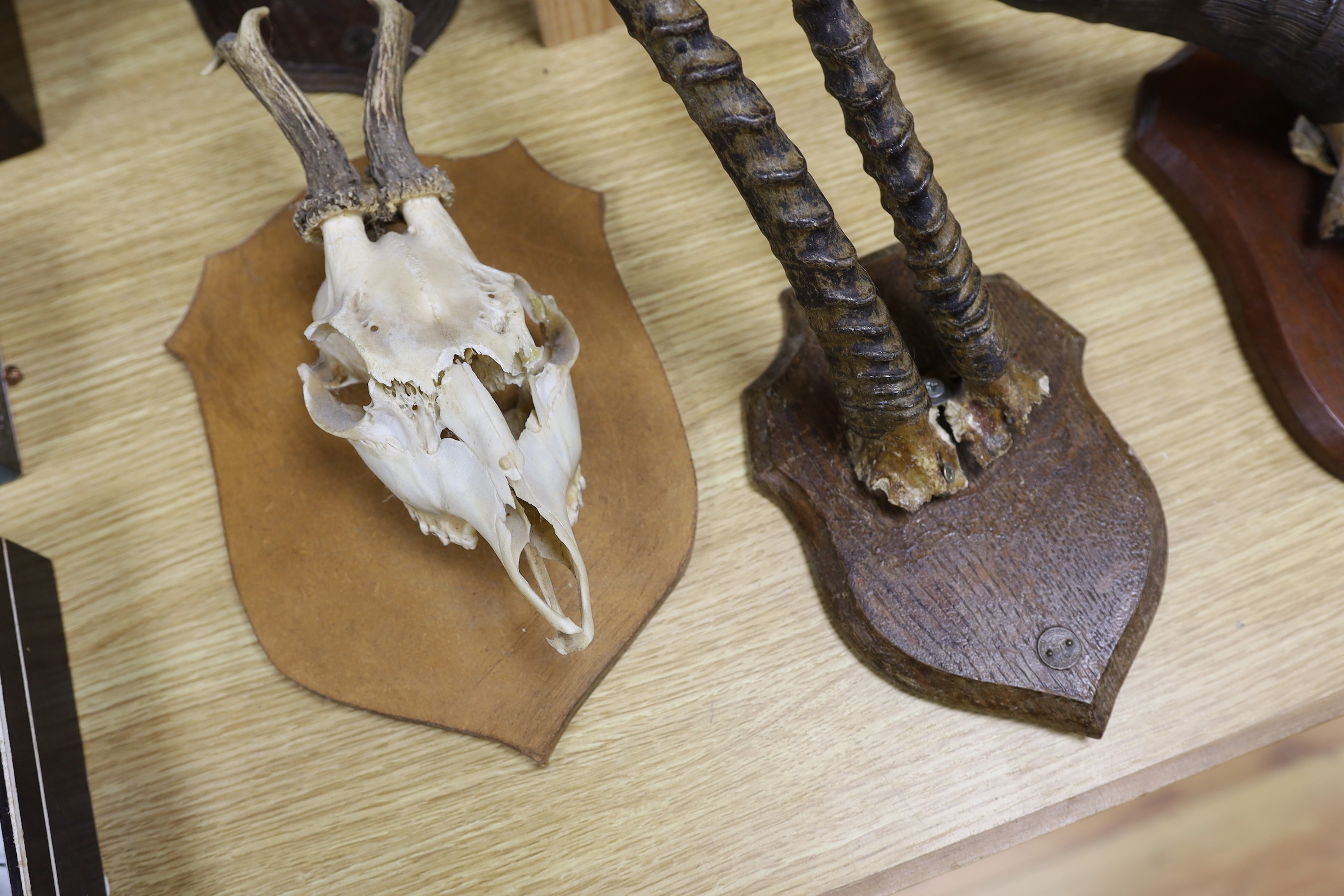 Animal anatomy- mounted pairs of horns on skulls or craniums, to include a water buffalo, 67 cm wide, deer antlers and gazelle horns (7)